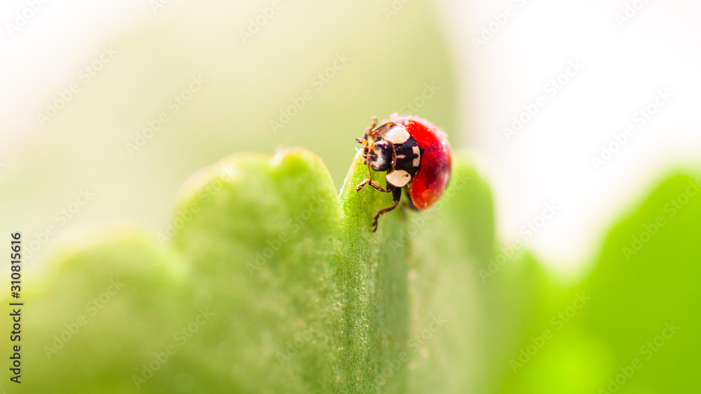 Macro of ladybug on a blade of grass Macro of ladybug on a blade of grass
