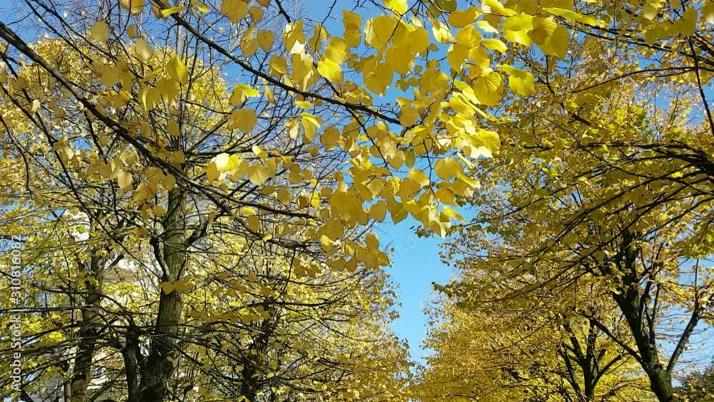 Beautiful fall foliage yellow leaves falling from rows of trees lining a leaf-covered road