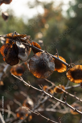 Sunlit dead flowers