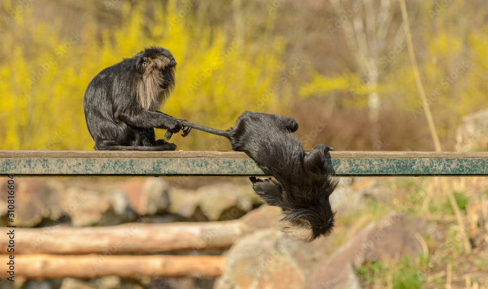 Obraz premium two lion tailed macaque monkeys playing on metal platform