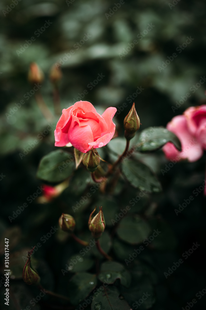 Photo of closeup pink rose with water drops and dark green leaves growing in garden with shallow Depth of Field. Photo of closeup pink rose with water drops and dark green leaves growing in garden with shallow Depth of Field.