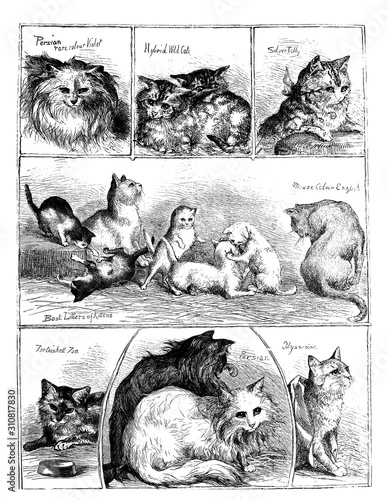 Photography Artwork 1872 Prized Cats at the Crystal Palace, from Harper's newspaper