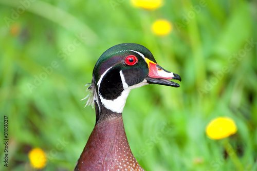 Fototapeta Wild duck with a joyful look looks right at you