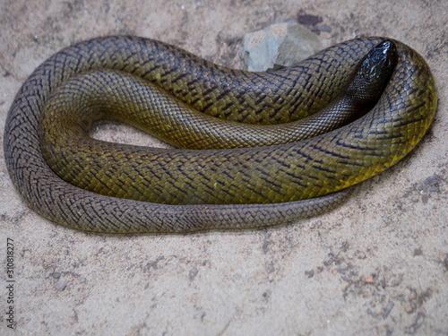 Inlandtaipan - Oxyuranus microlepidotus