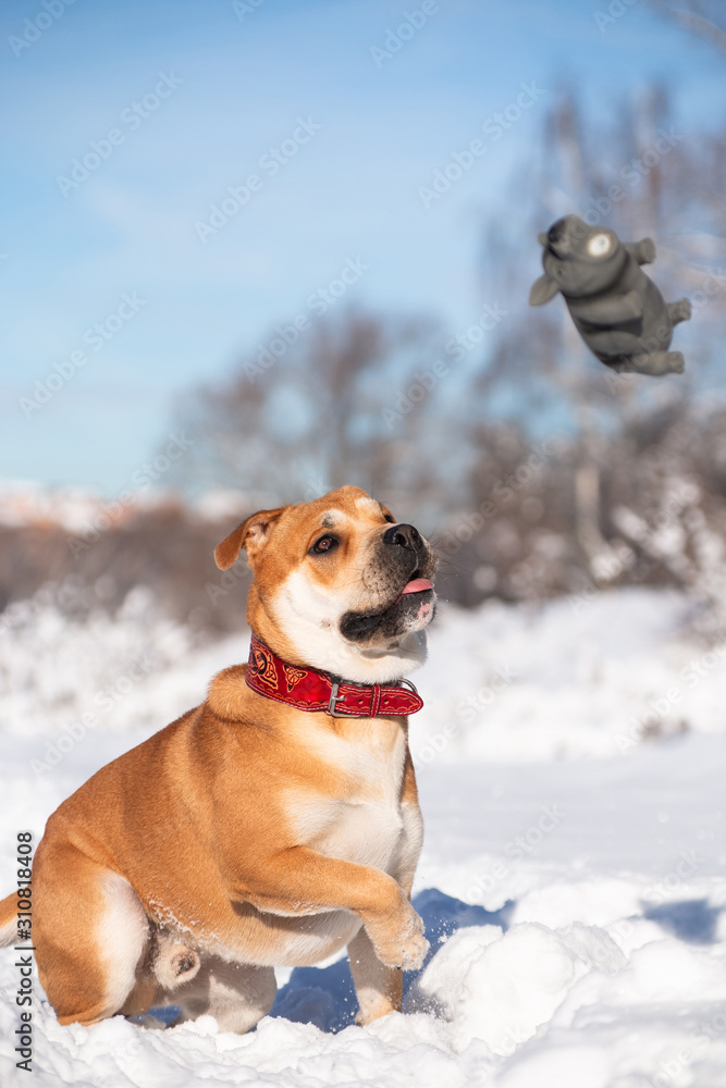 Cadebo red dog in winter park playing with a pig toy Cadebo red dog in winter park playing with a pig toy