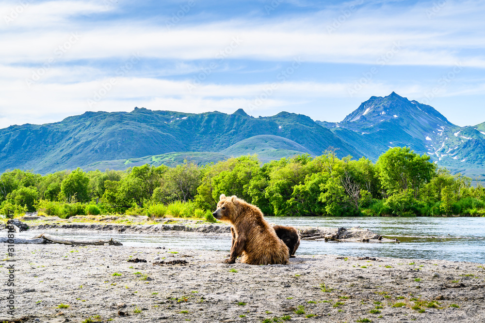 Ruling the landscape, brown bears of Kamchatka (Ursus arctos beringianus) Ruling the landscape, brown bears of Kamchatka (Ursus arctos beringianus)