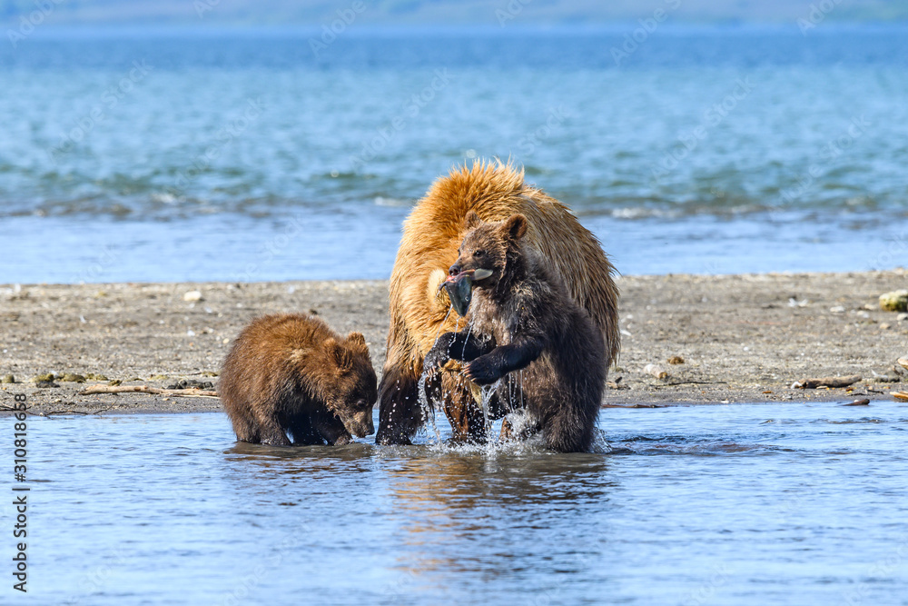Ruling the landscape, brown bears of Kamchatka (Ursus arctos beringianus) Ruling the landscape, brown bears of Kamchatka (Ursus arctos beringianus)