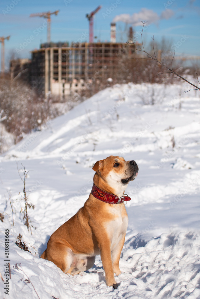 Cadebo dog on a walk in the winter sits in the snow Cadebo dog on a walk in the winter sits in the snow