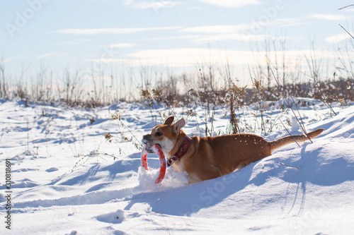 Fototapeta Naklejka Na Ścianę i Meble -  Cadebo dog in the snow plays with a puller