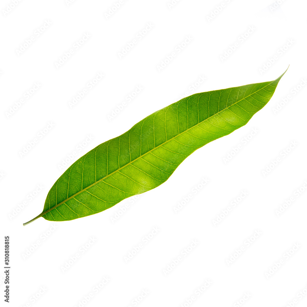 Obraz premium leaf or mango leaf on a background new.