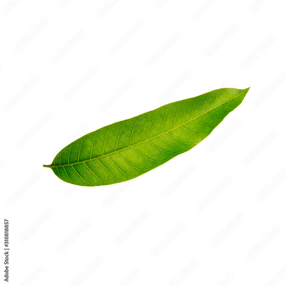 Obraz premium leaf or mango leaf on a background new.