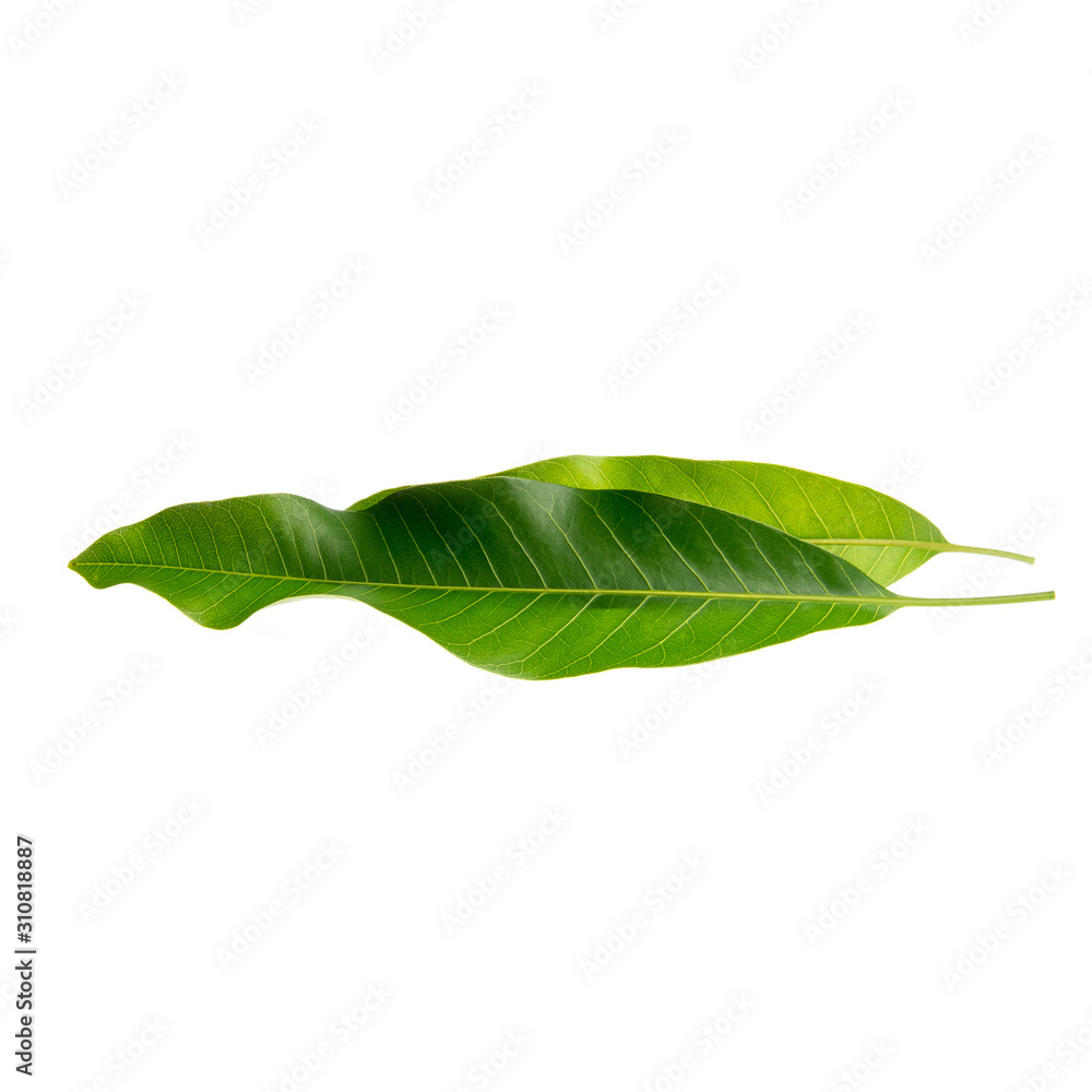 Fototapeta premium leaf or mango leaf on a background new.