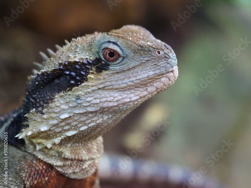 Australische Wasseragame - Intellagama lesueurii