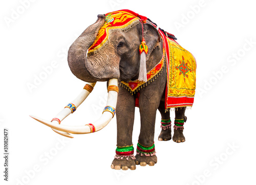 elephan raising  trunk ,elephant has beautiful and large isolated on white background. colorful painted elephant head ,Decorated elephants in Thailand.