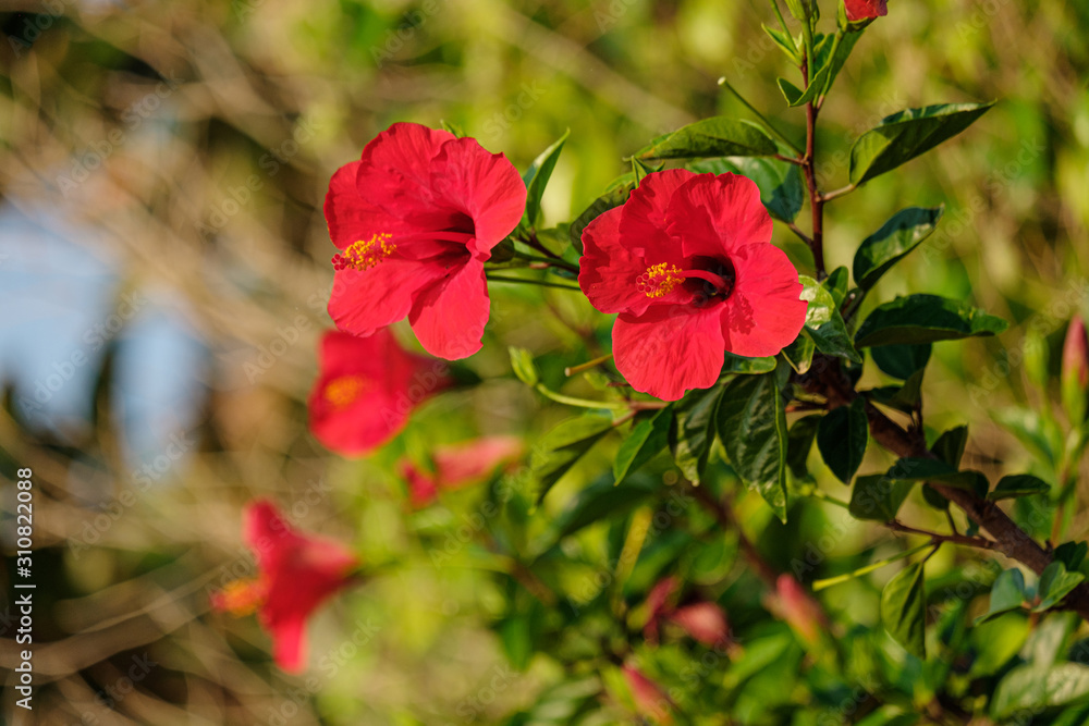 bright red tropical flowers against green leaves bright red tropical flowers against green leaves