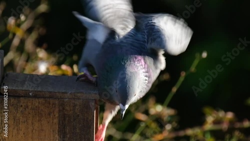 Feral pigeons fighting over peanuts in urban house garden in winter. photo