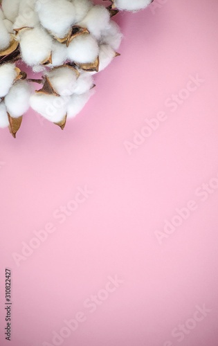 Top view. Work space. Flat lay.  Fluffy white cotton flowers close-up. Ligght pink backdrop. Place for text. Copy space. Place for text. Selective focus image. photo