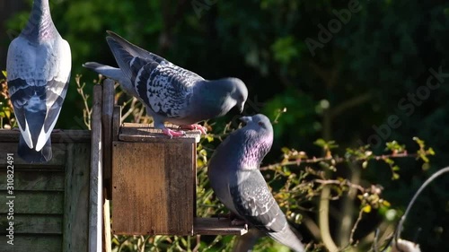 Feral pigeons fighting over peanuts in urban house garden in winter. photo