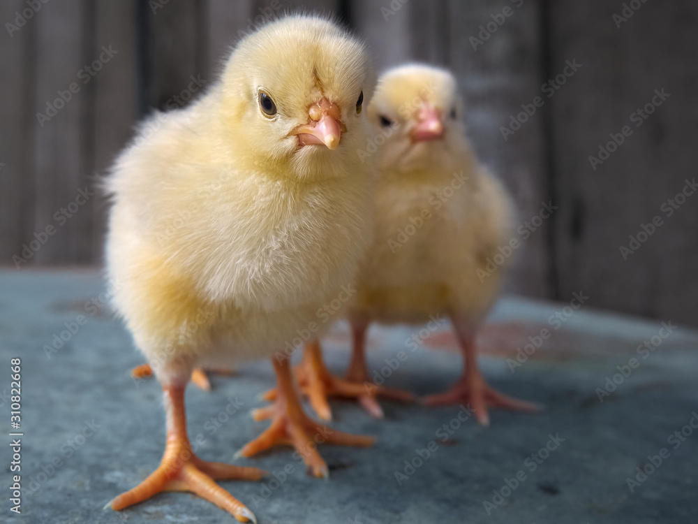Little yellow chicken looking to the camera. Little yellow chicken looking to the camera.