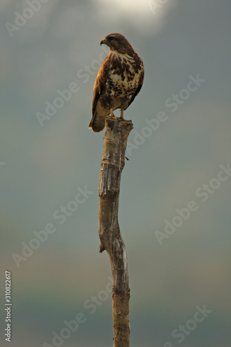 The buzzard on a fishpond of Crna Mlaka photo