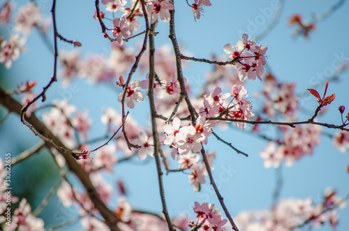 Bright pale pink spring flowers. branch of blossoming apple tree or cherry with white and light flowers against blue sky. Summer natural backdrop. Botanical bloom concept. Copy Space. Selective focus. © Elena