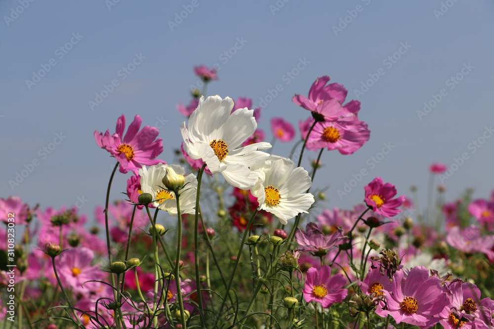 Cosmos sulphureus flower fields in white and pink color. It is also known as sulfur cosmos and attract birds and butterflies. Cosmos sulphureus flower fields in white and pink color. It is also known as sulfur cosmos and attract birds and butterflies.