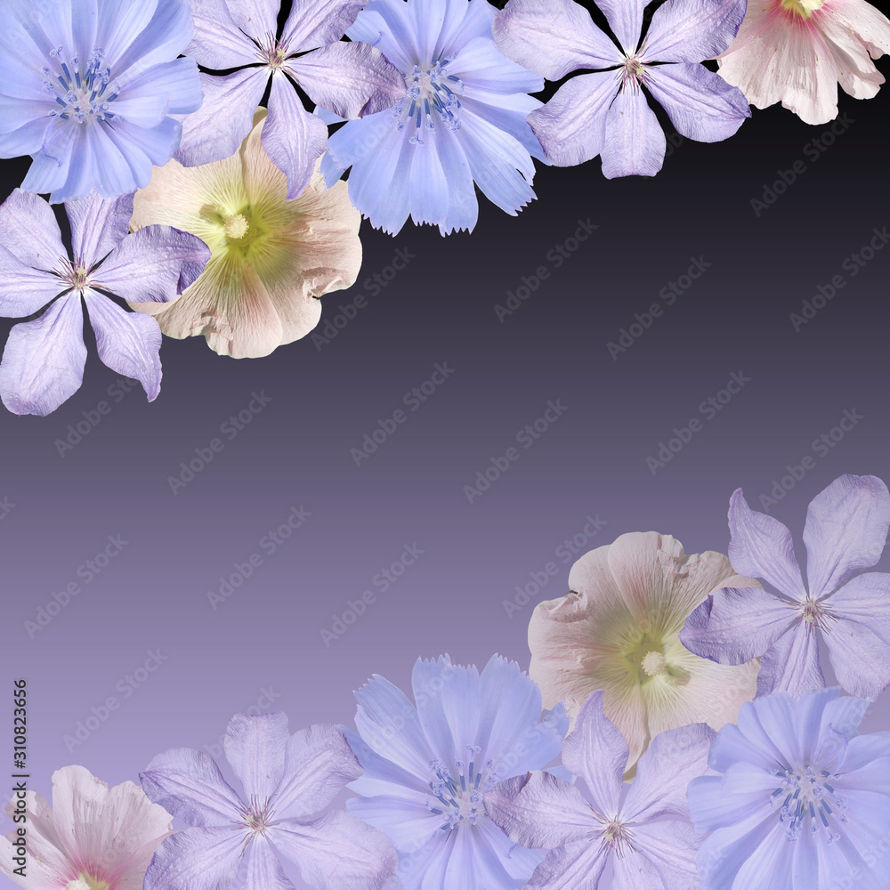 Beautiful floral background of chicory, clematis and mallow. Isolated