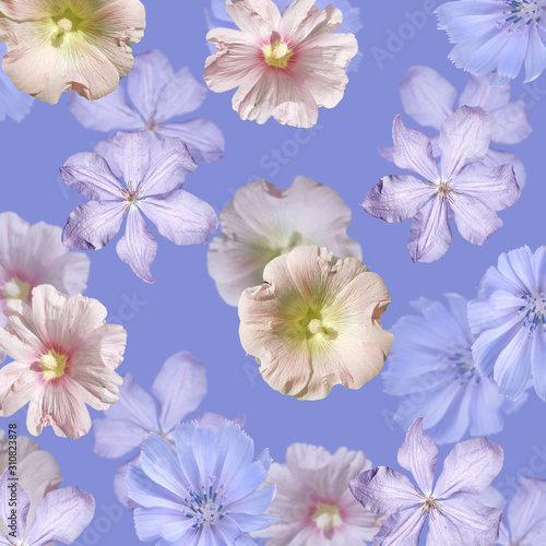 Beautiful floral background of chicory, clematis and mallow. Isolated