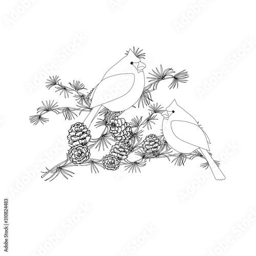 Cardinal on larch monochrome art design elements stock vector illustration for web, for print, for coloring book