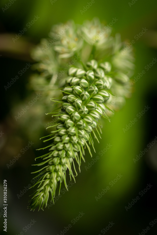 Green tropical plant
