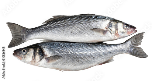 Two fresh seabass fishes isolated on white background