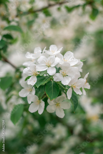 the blooming branch of apple tree