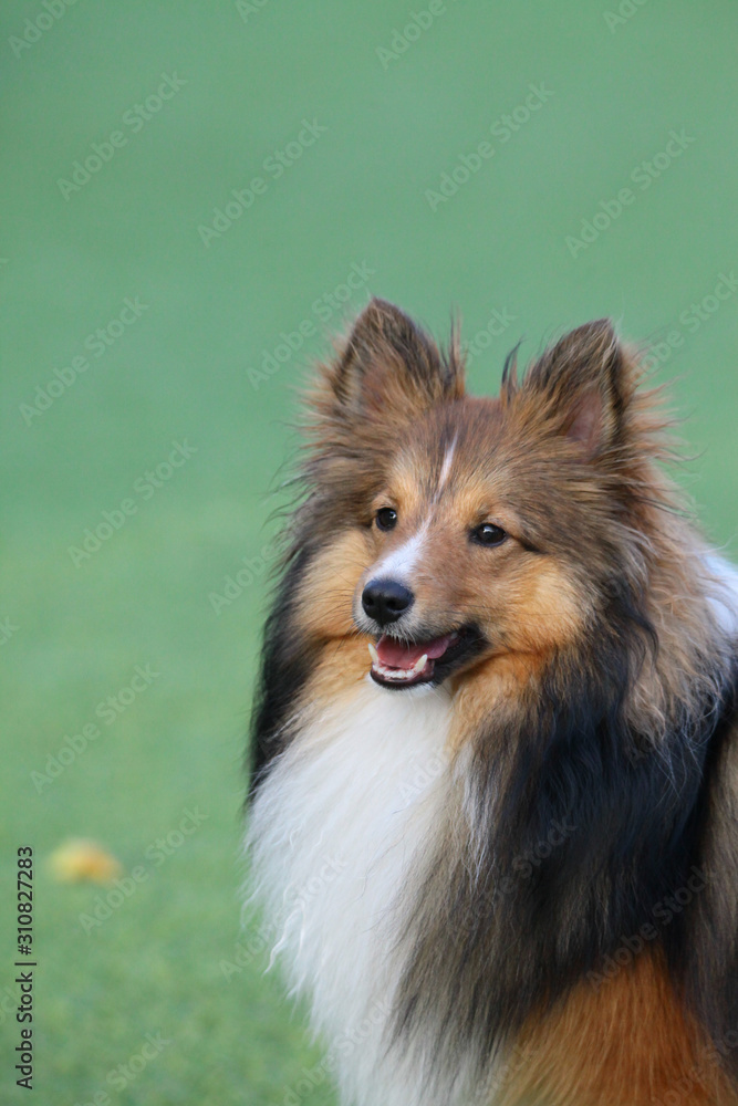 Fototapeta premium smart dog, Border Collie