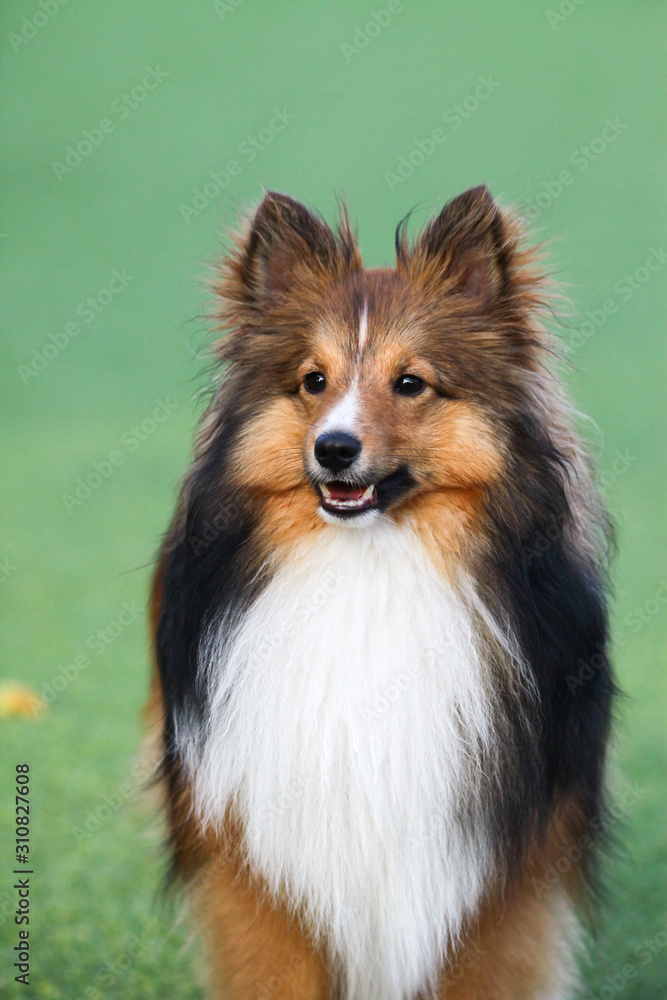 Naklejka premium smart dog, Border Collie