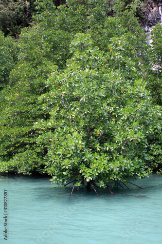 green tree in the garden, mangrove