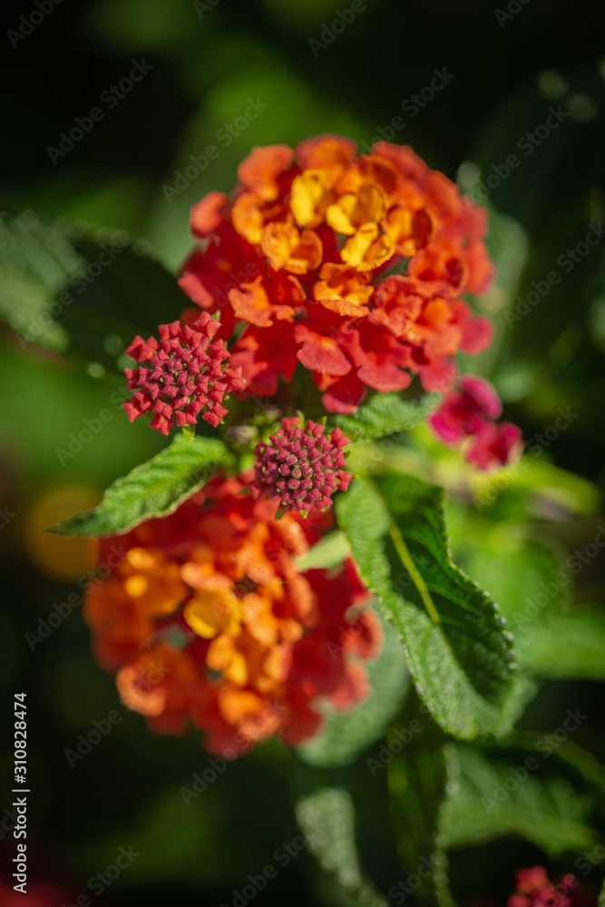 colorful tiny flowers colorful tiny flowers