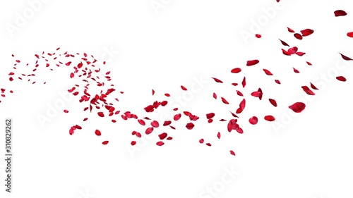 A lot of red rose petals floating on the curve. Red rose petals floating in curve flow path on white and black background,3D rendering (Alpha matte) photo