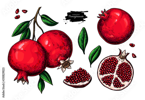 Pomegranate vector drawing set. Hand drawn tropical fruit illustration.
