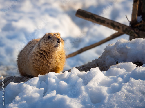 фотографія Black-tailed prairie dog (Cynomys ludovicianus)on snow