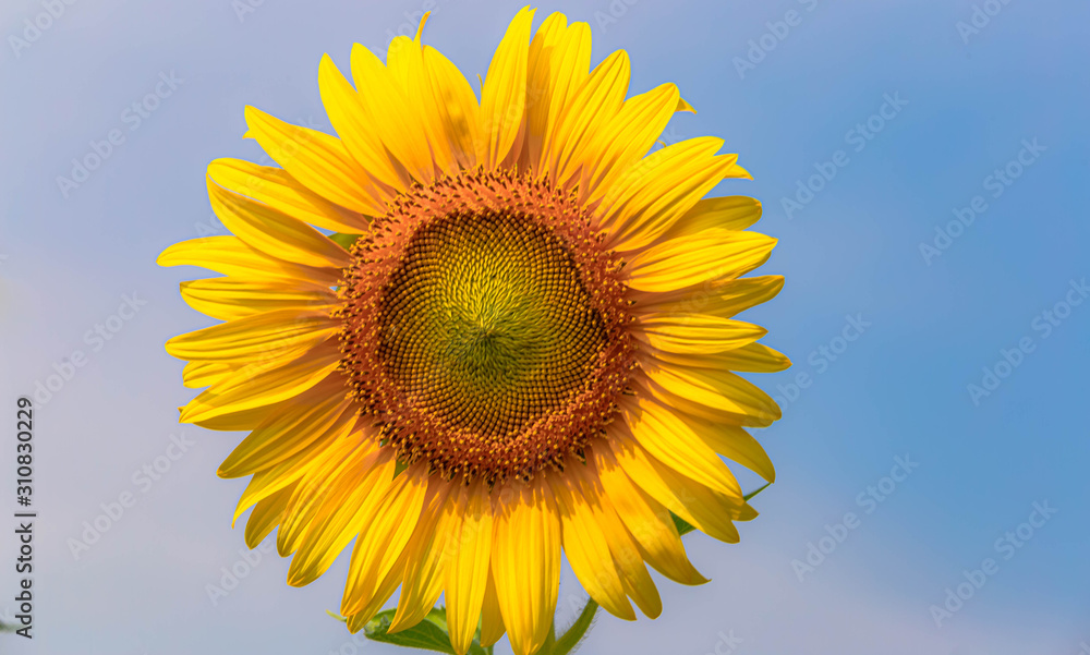 Sunflower bloomin, sunfllower sky background. Sunflower bloomin, sunfllower sky background.