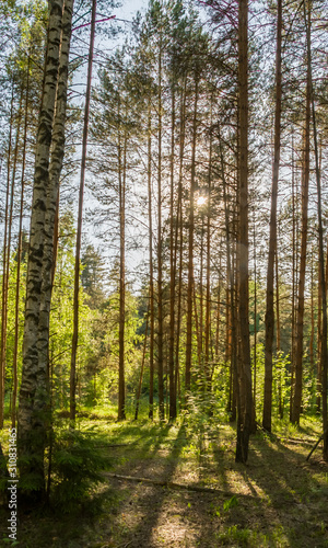 Summer colorful landscape, green nature of Central Russia