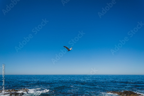 seagull flying over the ocean