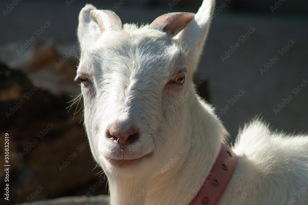 Fototapeta premium マリーゴールドの花壇