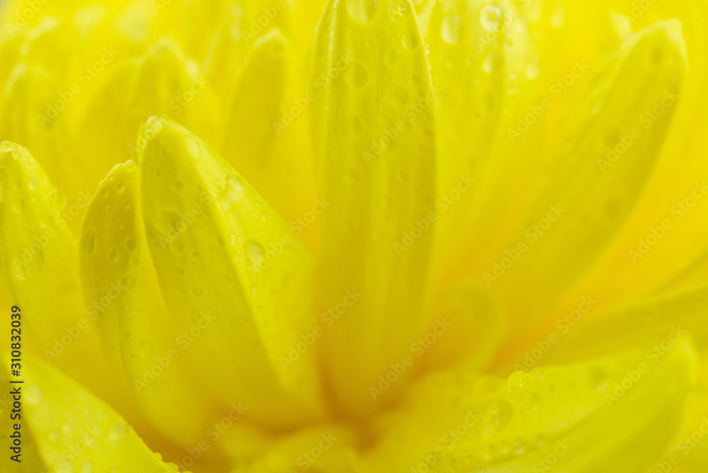 Macro of yellow flowers background Macro of yellow flowers background