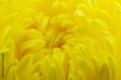 Macro of yellow flowers background