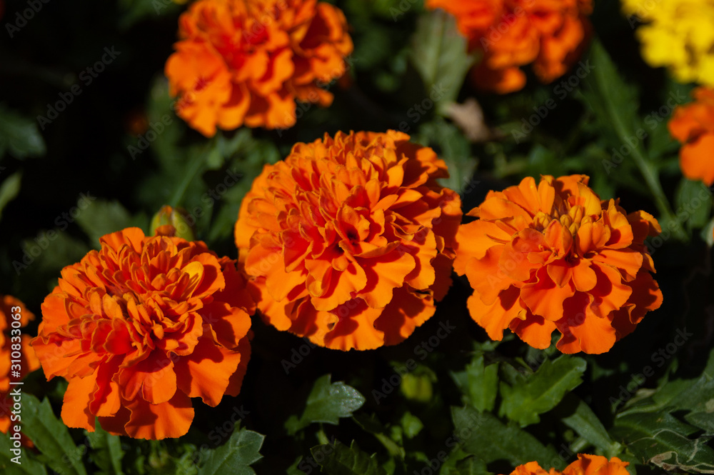 マリーゴールドの花壇03 Stock Photo Adobe Stock マリーゴールドの花壇03 Stock Photo Adobe Stock