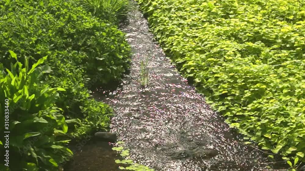 わき水が流れる小川 わき水が流れる小川