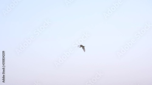 White Flying Stork. Wild Life Natural 4K Footage.