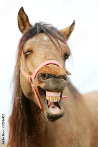 Fotografie Funny closeup portrait of morgan mare head and nose