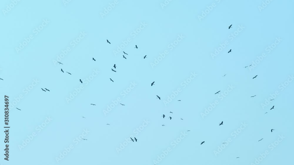 Big Crowd of Flying Storks. Wild Life Birds Natural 4K Footage. Big Crowd of Flying Storks. Wild Life Birds Natural 4K Footage.